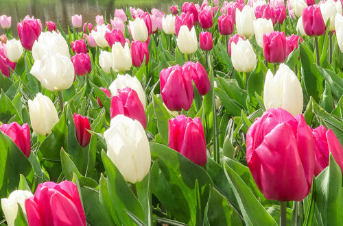 Keukenhof Gardens Tulips white and pink